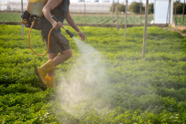 Best Pest Removal Services  in Ironde, AL
