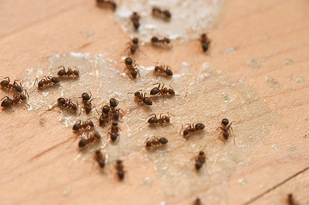 Best Pest Control Near Me in Irondale, AL
